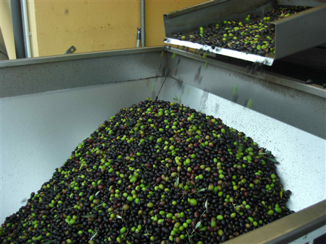 Olive pronte per la Frangitura
