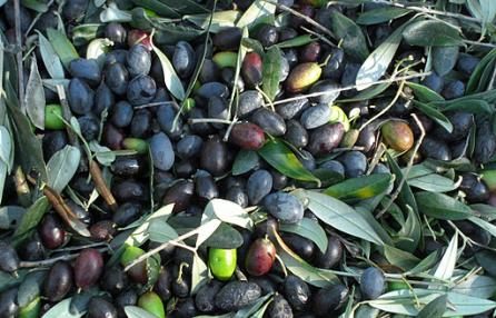 L'Oliva Taggiasca